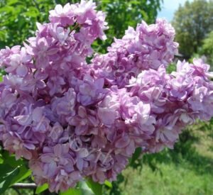 сирень Красавица Москвы