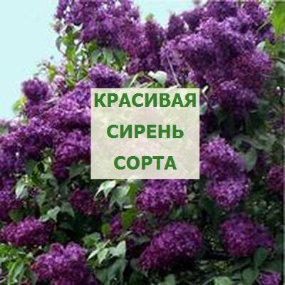 красивая сирень сорта