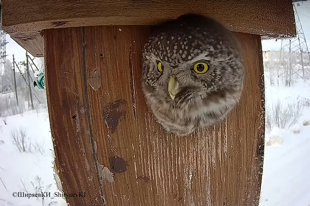 Сыч занимает скворечник до прилёта скворцов.