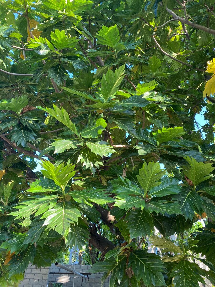 Новый диснейленд в москве. Технопарк развлекательный центр остров мечты. Технопарк москва остров мечты. Новый сбор в геленджике. Остров мечты как одеваться зимой.