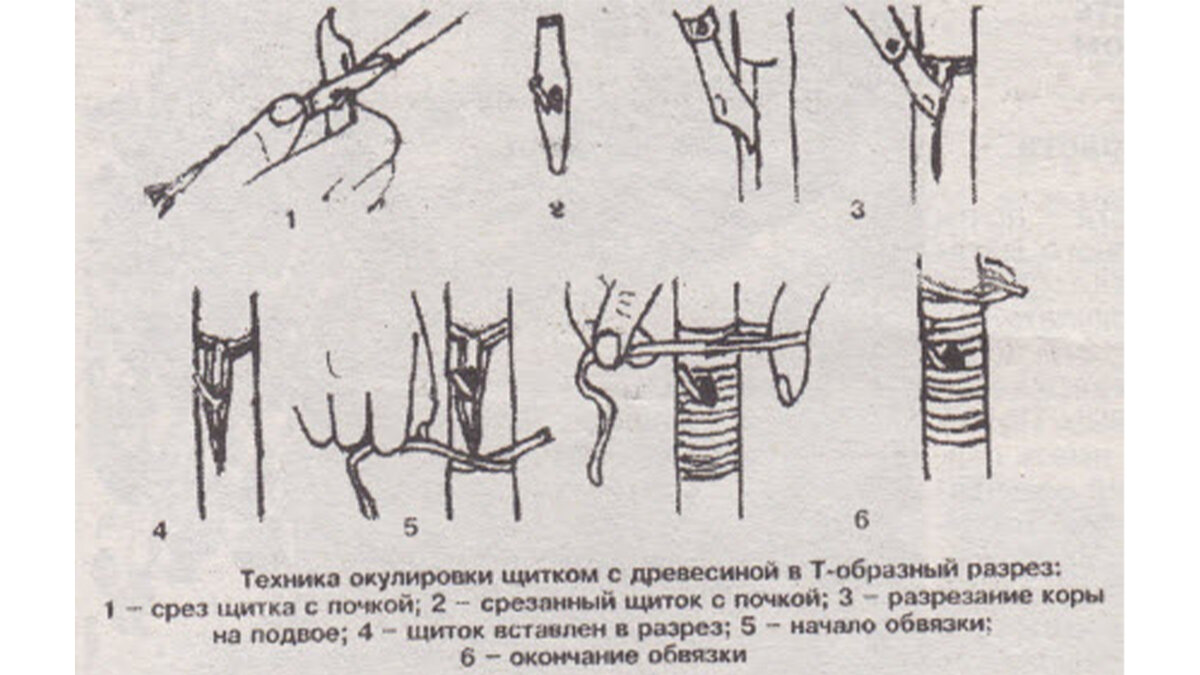 Порядок работы в картинках.