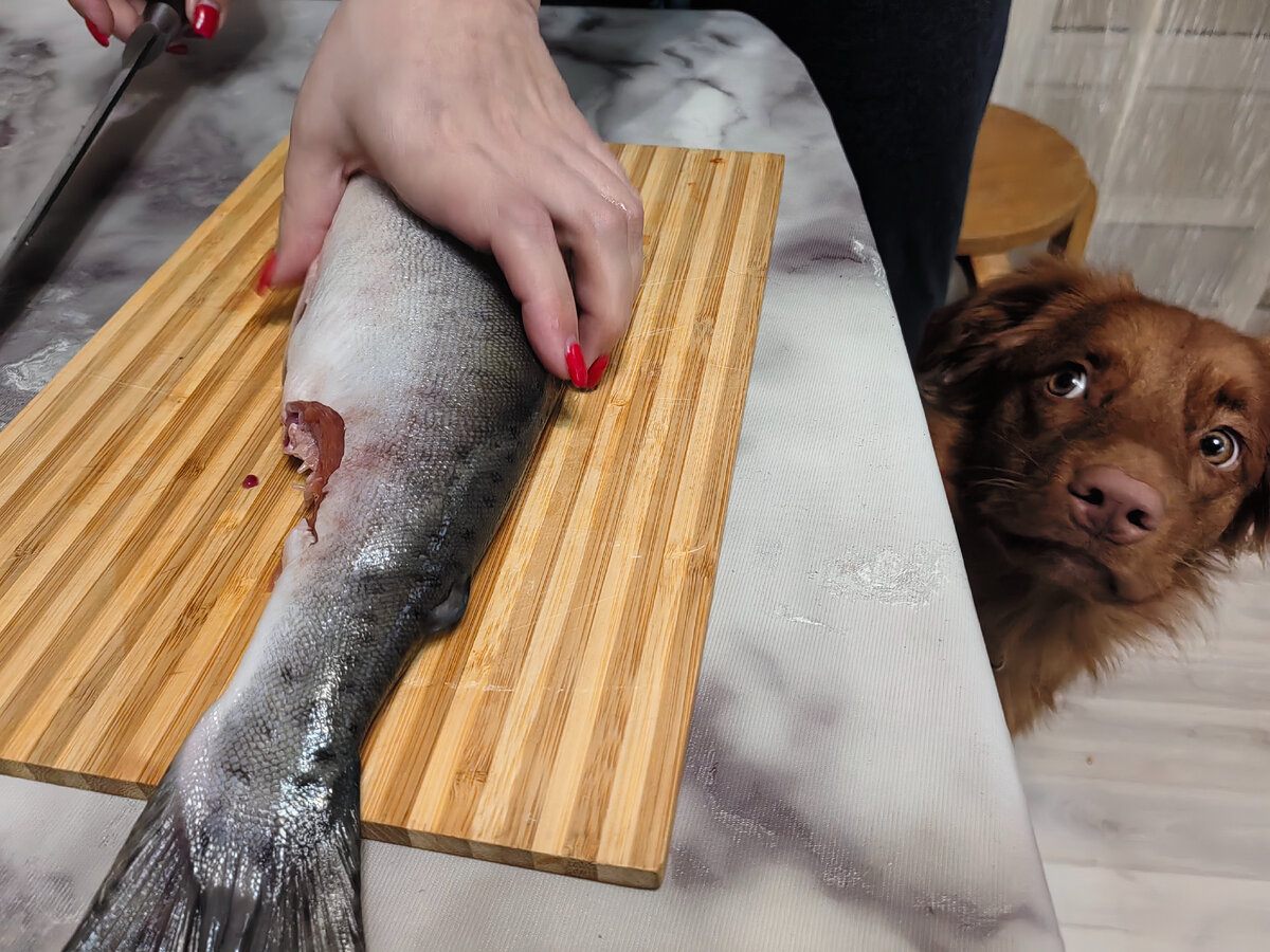 тилапия в сырной корочке. рыба в картофельной корочке. рыбка в картофельной корочке. тилапия в сырной корочке. филе рыбы в картофельной шубке.