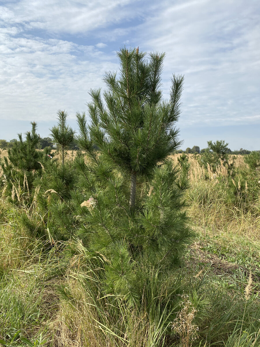 Сосны кедровые сибирские в питомнике