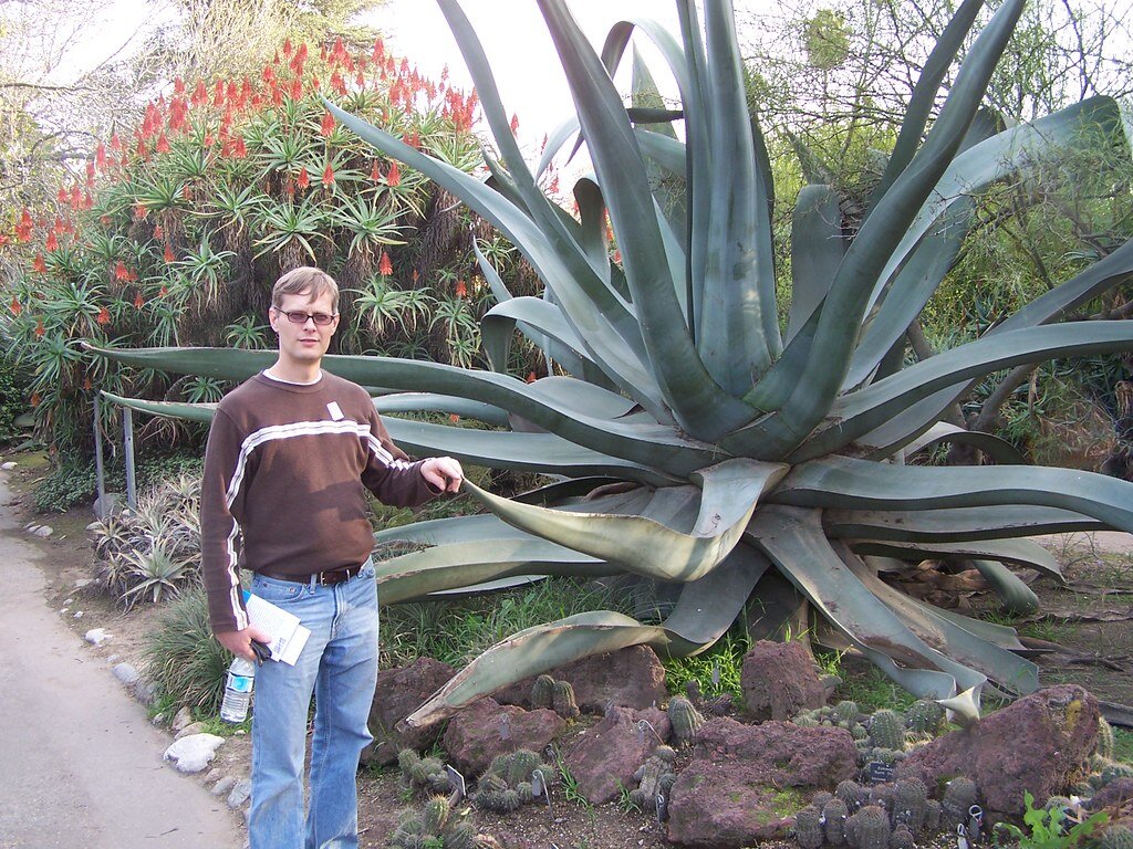 Алоэ на улице. Столетник и Агава. Суккулент алоэ Рейтзи. Aloe arborescens гигантское.