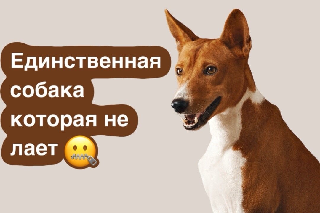 Басенджи практически не лают, общаются с помощью урчания и фырканья