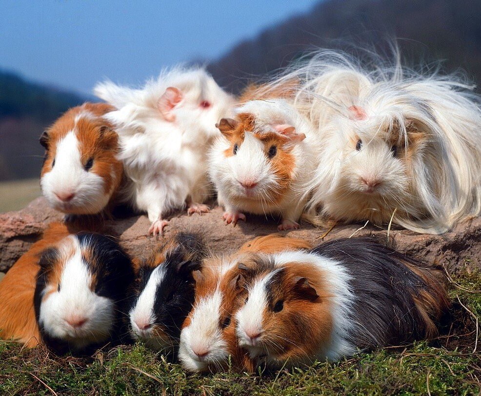 Иван александрович хлестаков таблица. Ревизор: комедии. Внешность хлестакова. Хлестаков миронов. Молодой человек лет двадцати трех тоненький худенький.