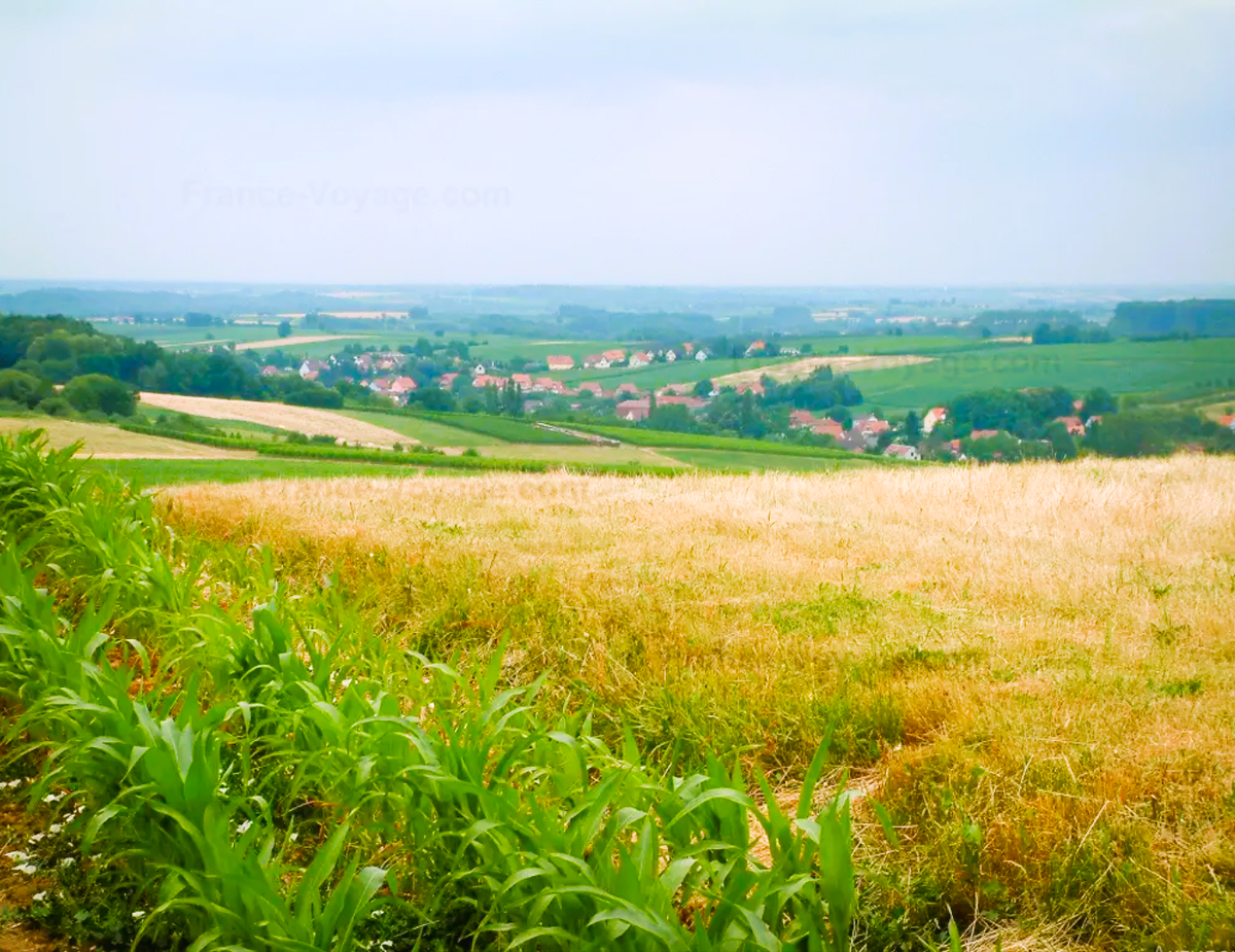 Кукурузное поле Эльзаса. Франция. Фото не наше - с просторов Интернета.