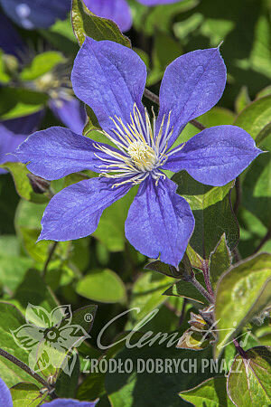 клематис "Арабелла"