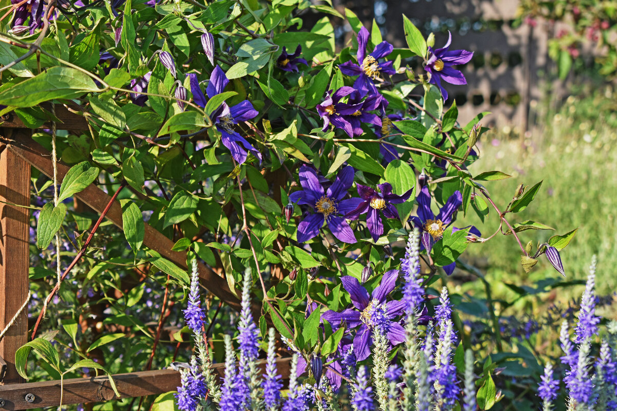 Моя Не Арабелла в саду