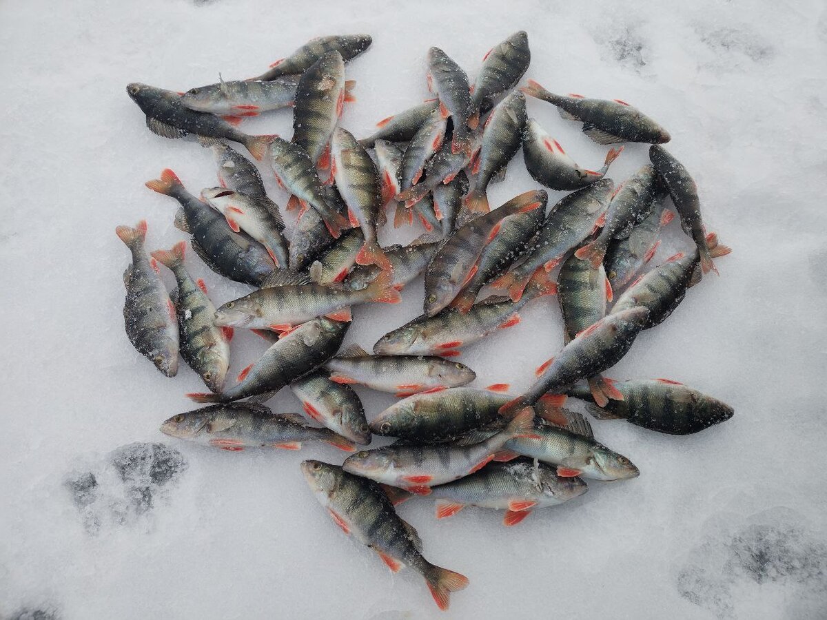 это не диалоги о рыбалке 2024. рыбалка в сибири 2021. это не диалоги о рыбалке 2024. это не диалоги о рыбалке 2024. это не диалоги о рыбалке последнее.