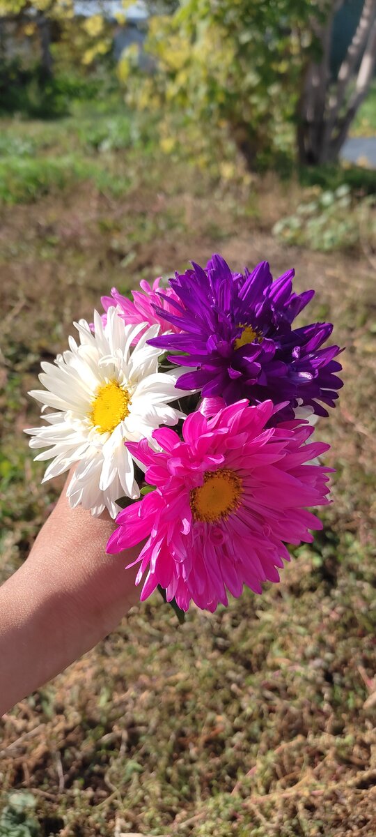 Астры. Многолетние цветы. 