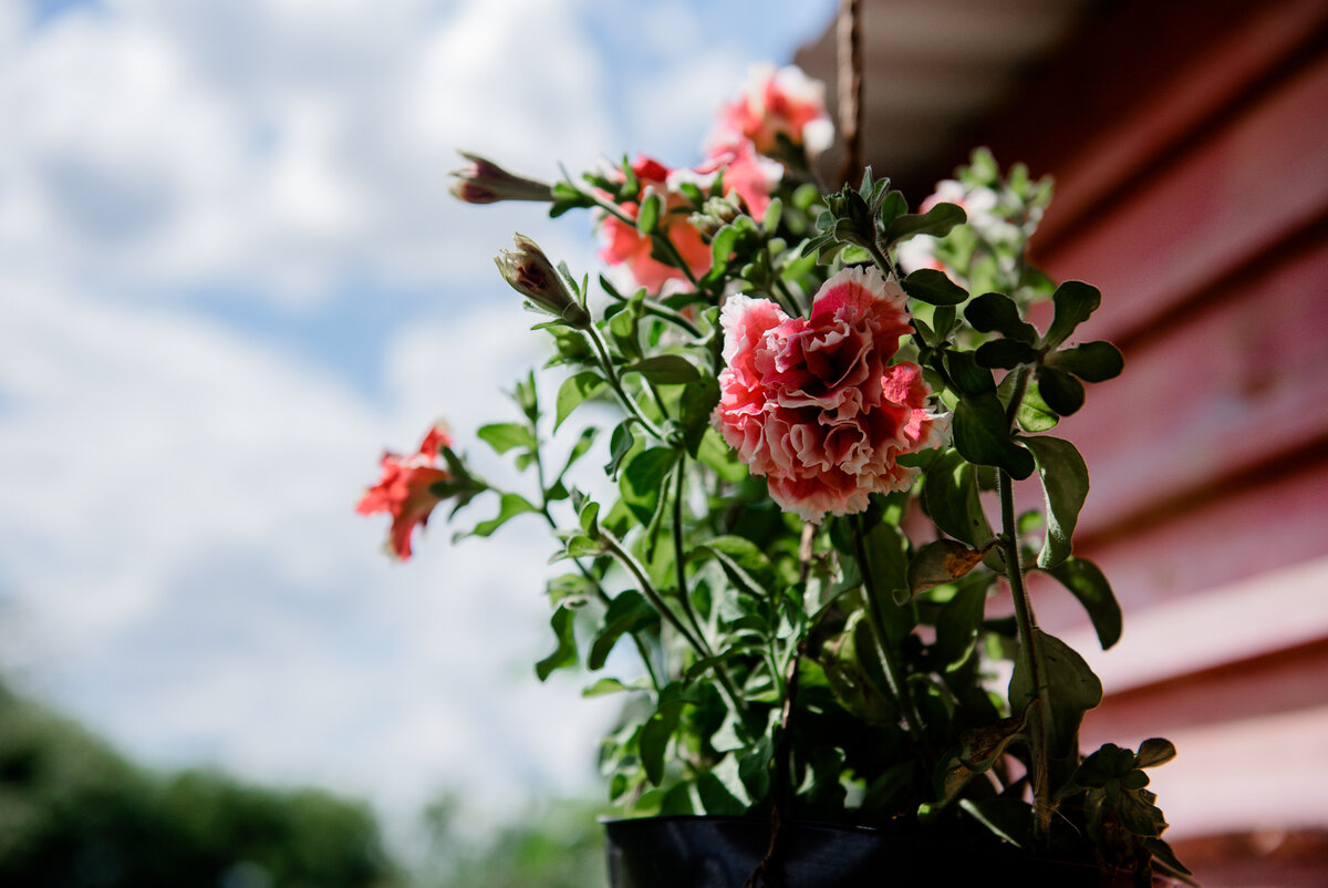 Петуния году так в 21