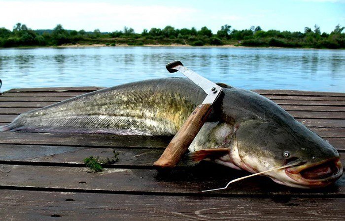 речные рыбы сом. большой сом. рыба сом во сне. сом. снится рыба сом.