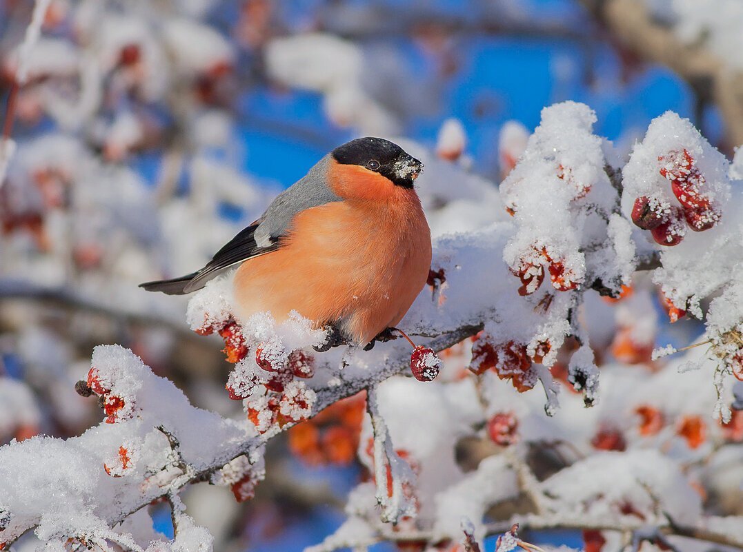 Фото из Интернета