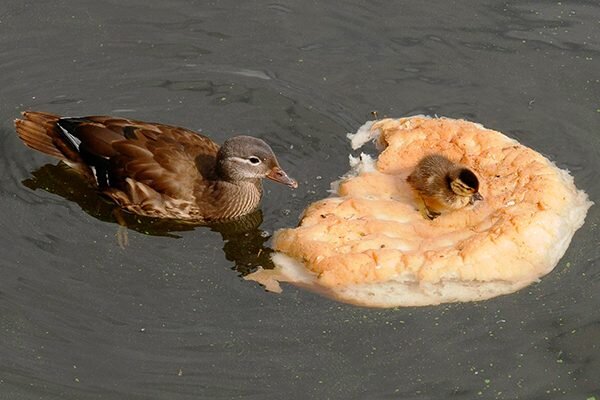 неоднозначные последствия. неоднозначные последствия. последтсив янакротиков. неоднозначные последствия. неоднозначные последствия.