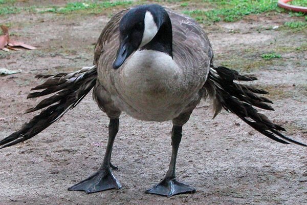 пекарь. уборщик хлебов. уборщик хлебов ответ. уборщик хлебов 4. одежда на хлебозаводе.