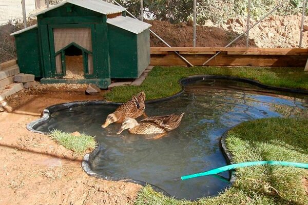 Как сохранить чистую воду в небольшом искусственном водоеме?