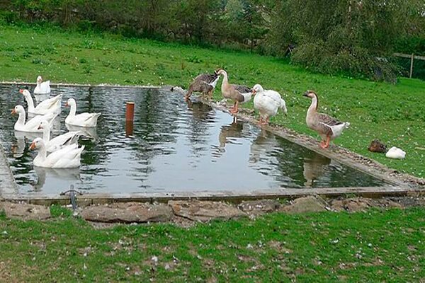 Как сделать водоём для уток?