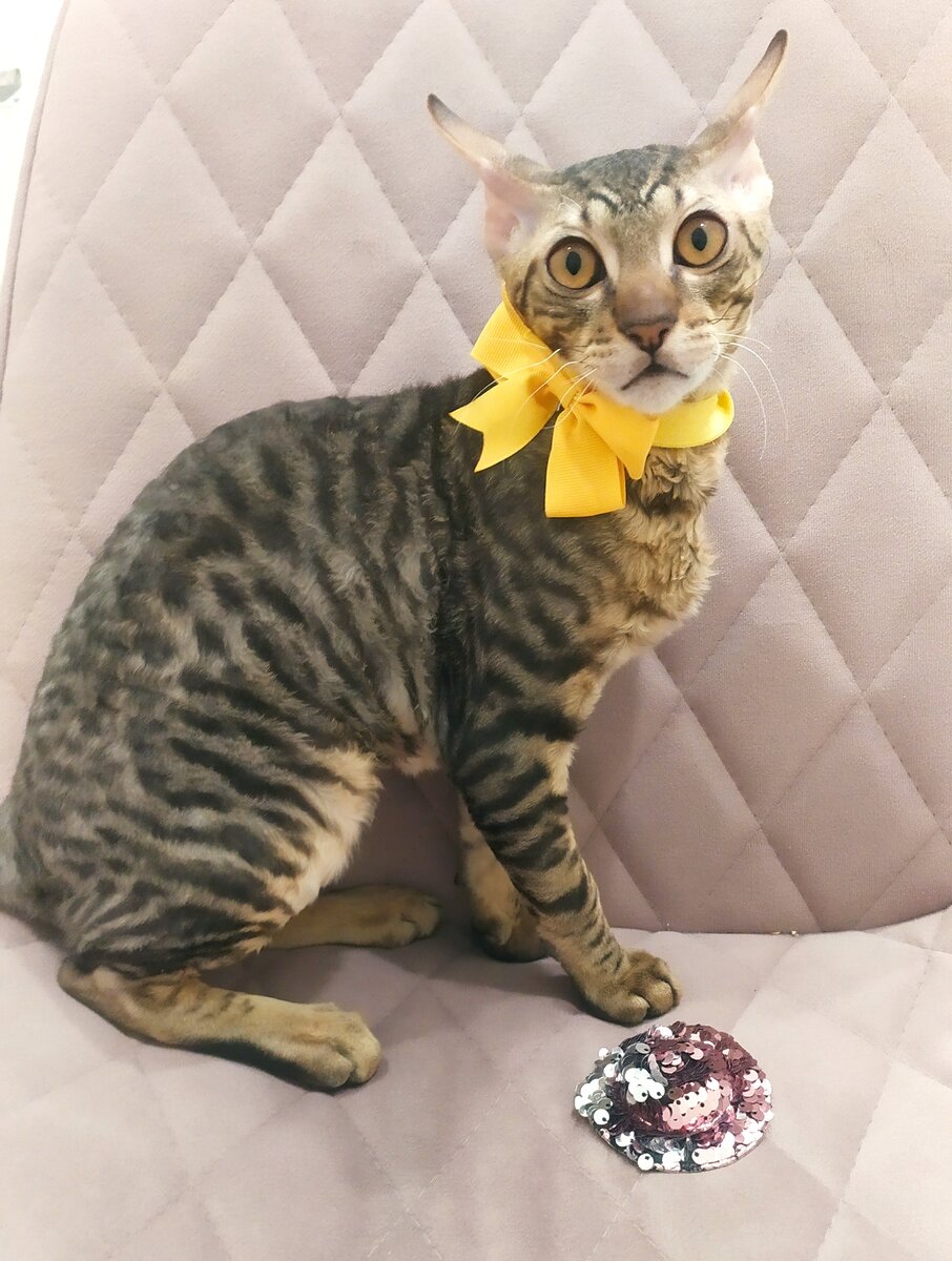 Котомодель