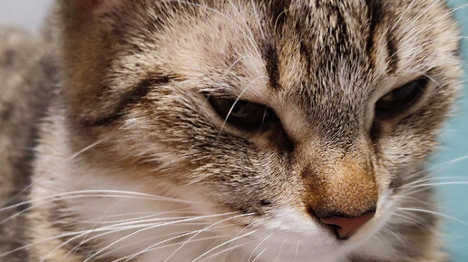 канал на дзене йошкин дом