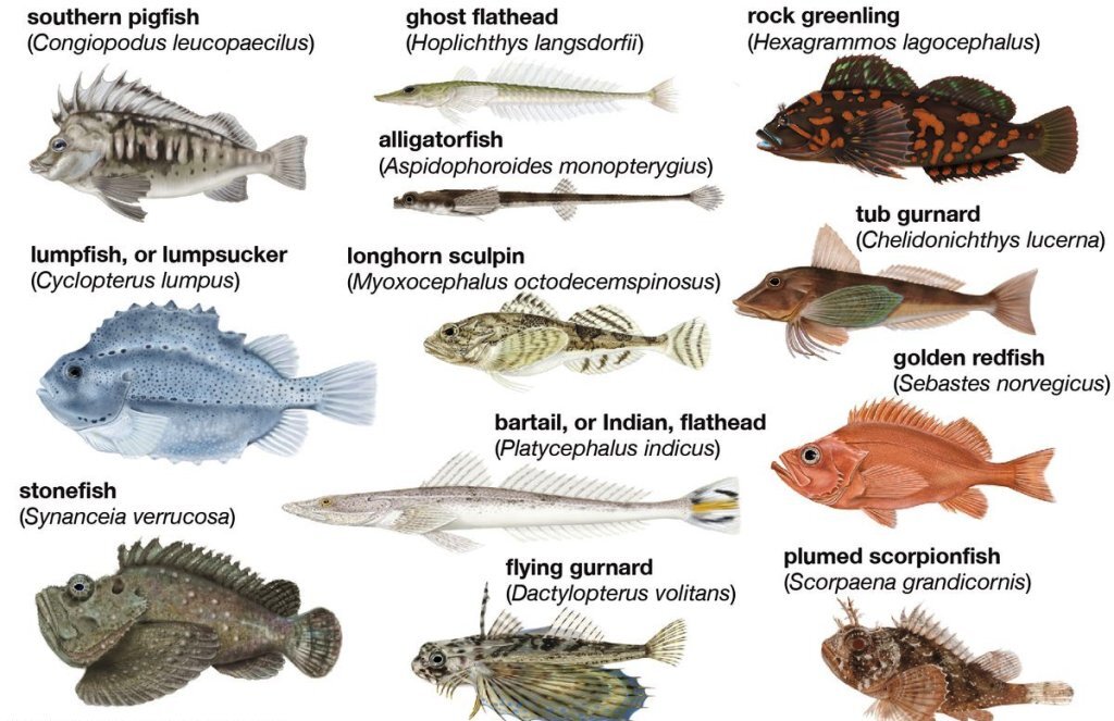 Многообразие Скорпенообразных класса Лучепёрые рыбы