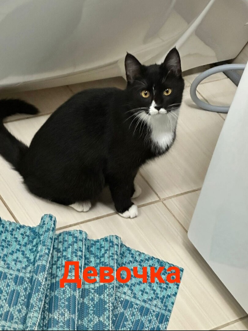 Как получились кошки. Как получились кошки. Соукок или сококе (кенийская лесная кошка). Сококе кошка. Как получились кошки.