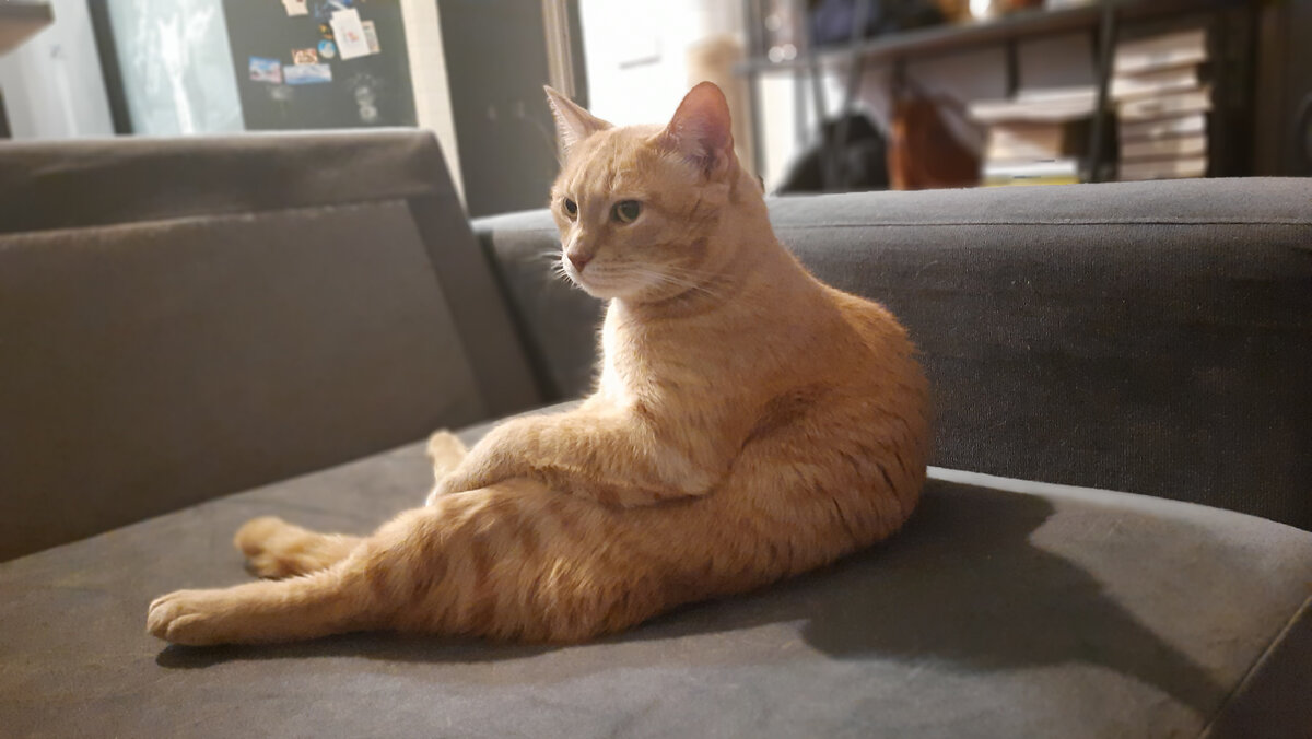 Но кот больше не хотел фонтан. И миску с водой тоже не хотел. Он ...