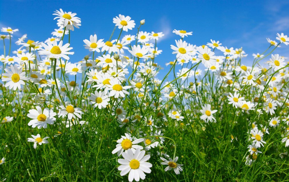 Фото из открытого ситчоника