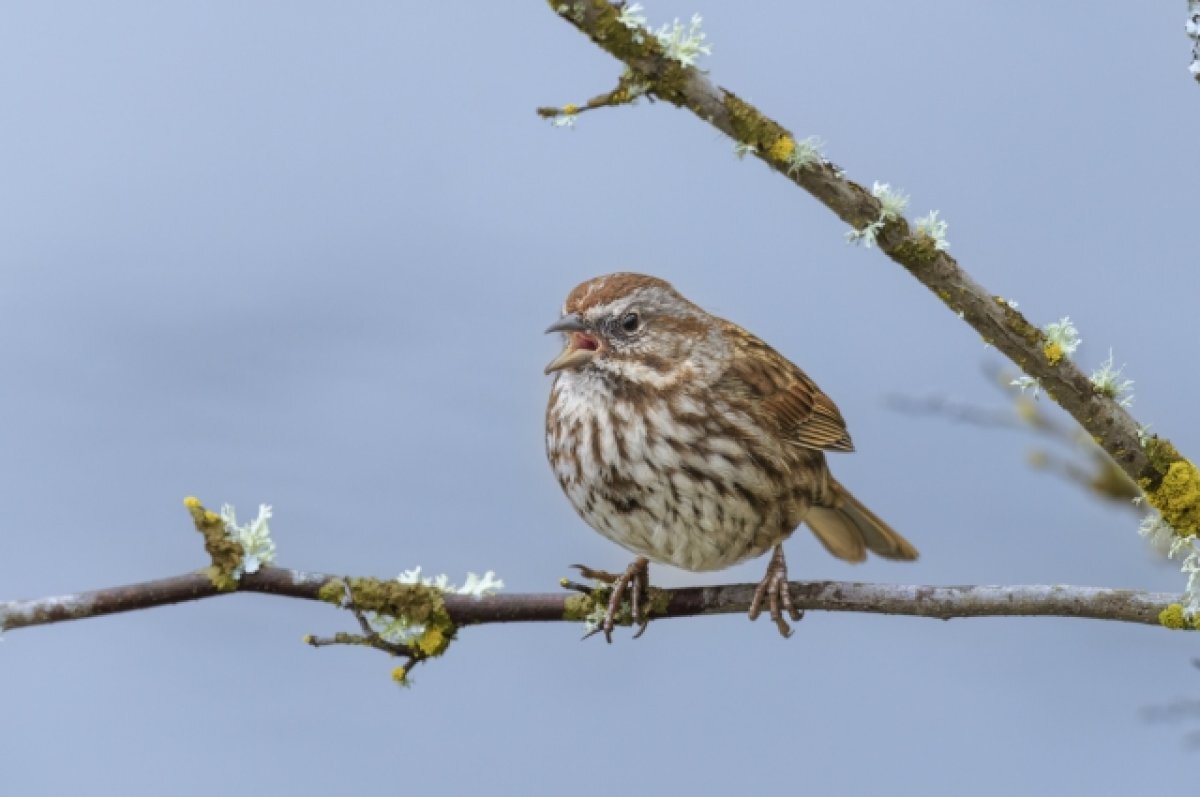   Котики проиграли.