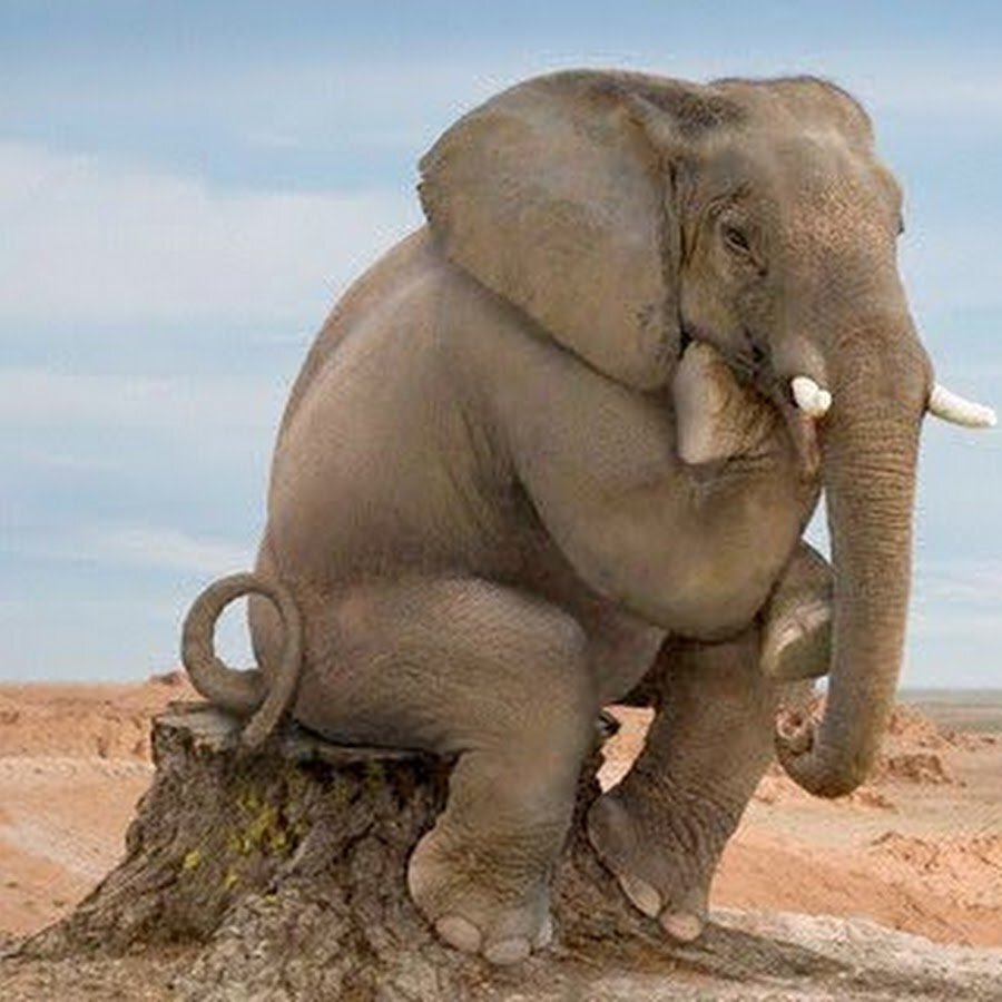 Funny elephant