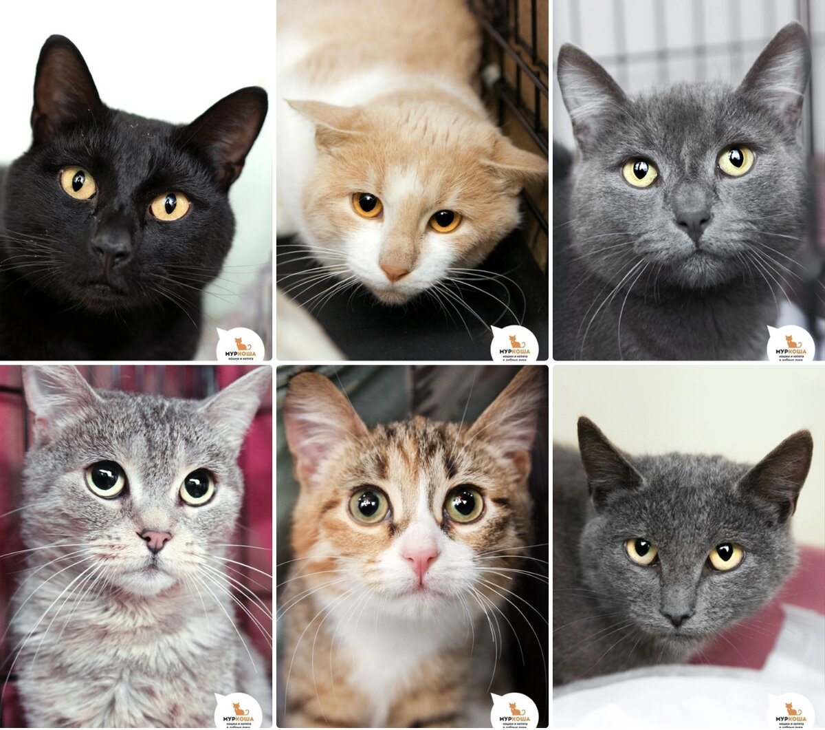 Какой бы тёплой и пушистой ни была их шубка, справиться с двадцатиградусным морозом и ледяным ветром ей не под силу! ❄️
Но мурлыкам из сегодняшней подборки посчастливилось: зиму и Новый год они встретили в тёплых и уютных стенах «Муркоши», а некоторые - уже дома: (слева направо сверху вниз) 🚹 Имбирь, 4 года; 🚹 Егорушка, 1 год; 🚹 Визимир, 1 год (уже дома); 🚺 Кэнди, 1 год; 🚺 Пипеточка, 5 месяцев; 🚺 Кайен, 1 год (дома).