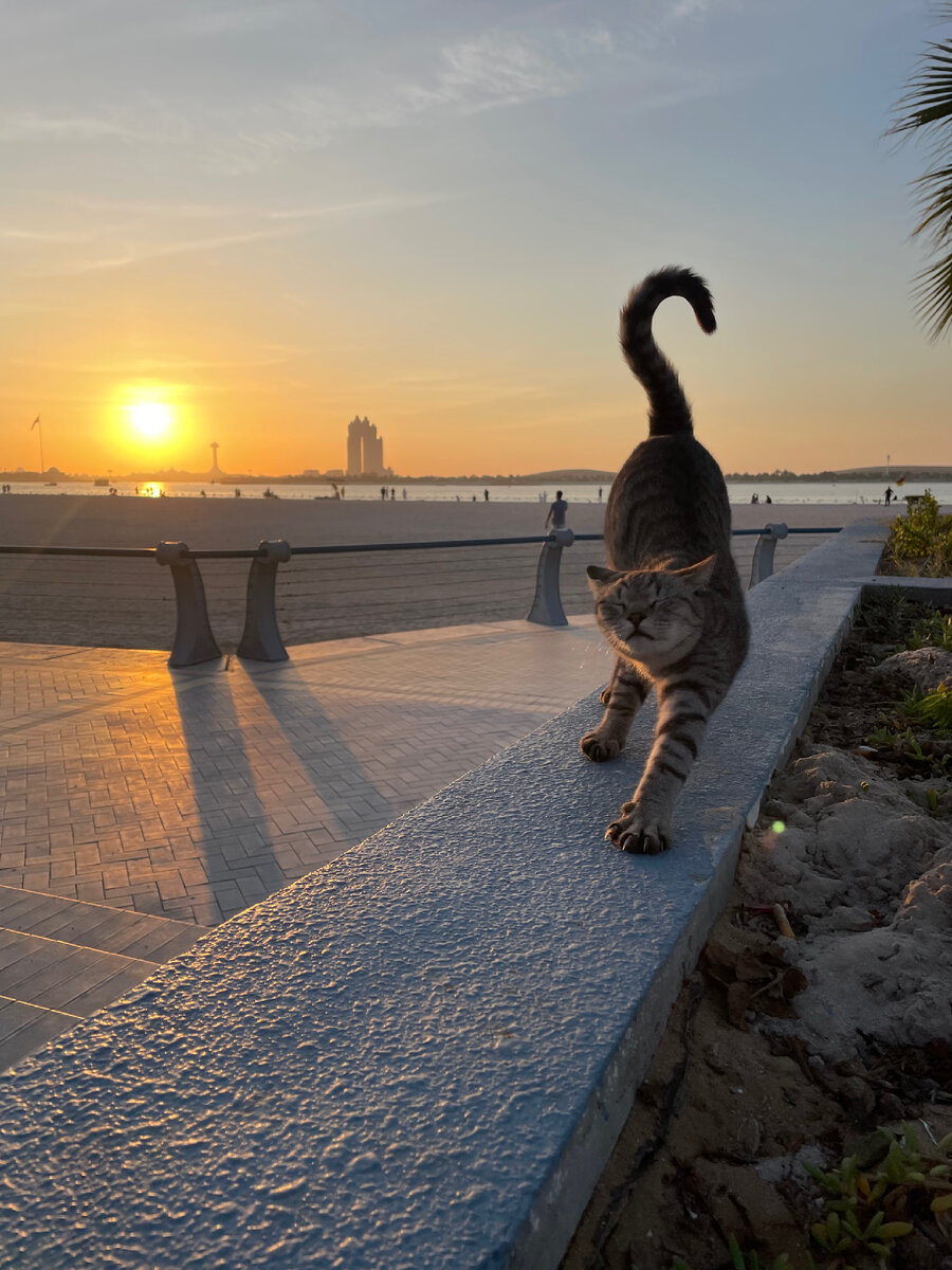 Один из лучших кадров)) Модель 🔝. Еще больше арабского вайба в моих коротких роликах на Дзен)