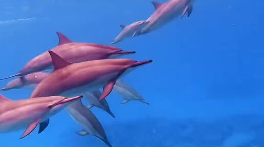 Касатка дельфин акула. Дельфин постройка. Плавание с дельфинами олимпийских игр. Девушка и дельфин. Тренер дельфинов картинка.