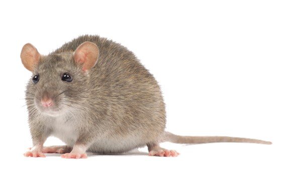 Видеть во сне мышей обычно не очень хорошо. Эти грызуны часто символизируют ревность, ложь, месть и другие плохие чувства. Что именно снится о крысах?