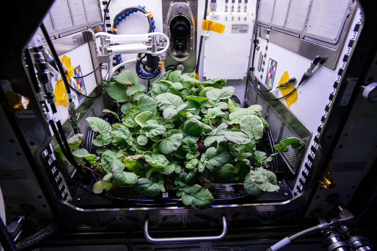 Первый овощ выращенный в космосе. Оранжерея Veggie МКС. Первый редис выращенный на МКС. Космическая оранжерея МКС. Оранжерея на МКС 2021.