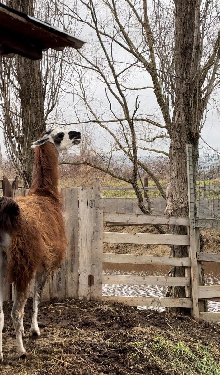 Брошенные детки в квартире. Видео треш нашел одноразку и ноутбук. Разрисованный диван. Оставили без дома. Оставили без дома.