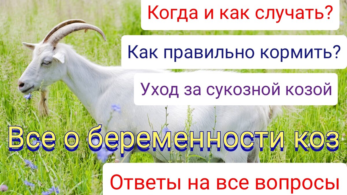 срок беременности у разных животных. время беременности козы. время беременности козы. календарь окота козы таблица. продолжительность беременности у животных таблица.