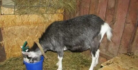 коровье и козье молоко польза для ребёнка. каша овсяная бибиколь на козьем молоке с 5 месяцев, 200 гр. амалтея смесь для новорожденных. козье молоко. корм для коз.