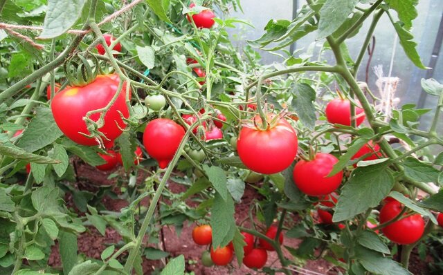 томат раджа. тепличные томаты гама ф1. томат грандесса. томат гигант подмосковья. как вырастить хорошие помидоры.