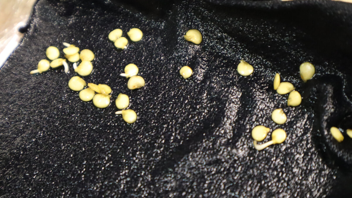 Замочить в воде на 2. Прорастание гороха в чашке петри. Замочить в воде на 2. Вода ложка сахара и соли. Ложка сахара.