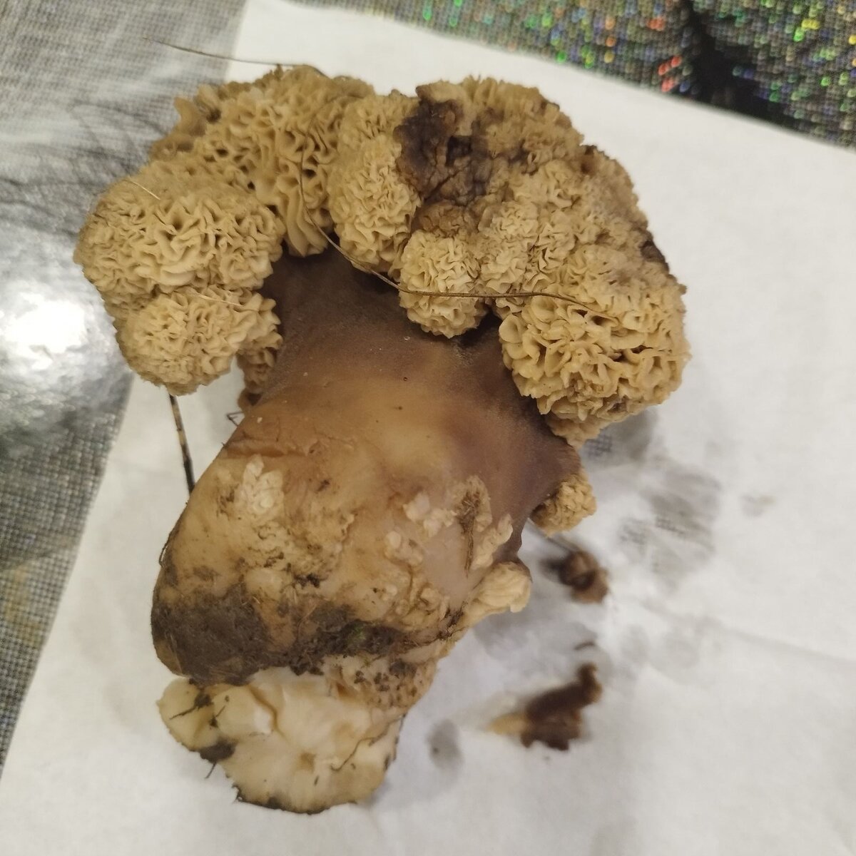 Фото Владимир Багмет 17 янв. в  ◄◄ Грибы Крыма ►►,