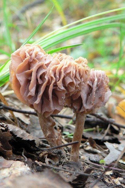Встретили грибника. Поход в лес за грибами. Грибы белые, опята , подосиновики. Корзина с грибами. Встретили грибника.