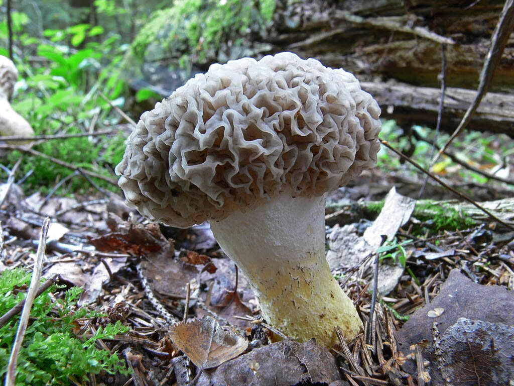 Заболел грибом. Как выглядит больной гриб. Морхеллоидные. Как готовить грибы мокрушки.