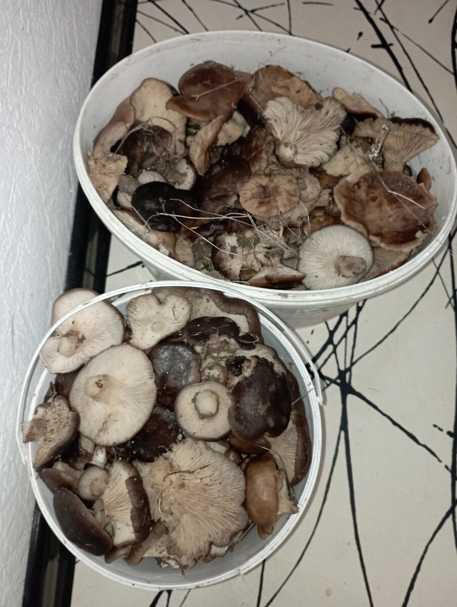 Татьяна Комисар 20 янв 