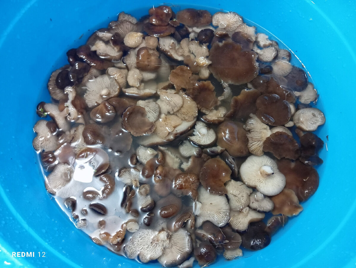 Вячеслав Кришталев 20 Января 2024 год. утренняя прогулка, 2 кг.