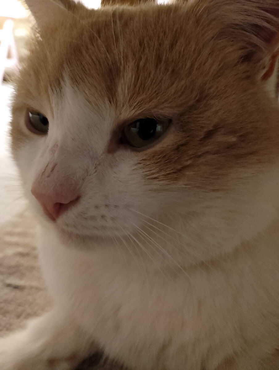 Стригущий лишай микроспория. Почему у кота выпал. У котенка шелушится кожа. Почему у кота выпал. Облысение шерсти у кошек.