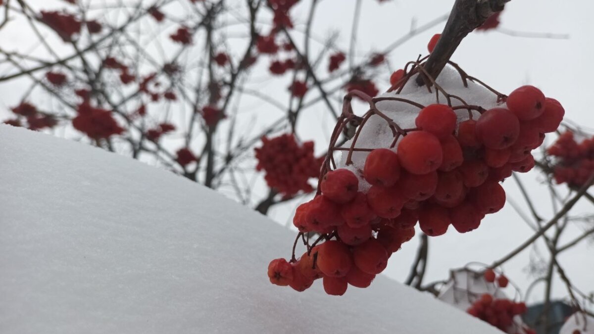 пословицы на тему зима. зима без снега слова. зима без снега слова. зимнее небо. зима цитаты красивые.