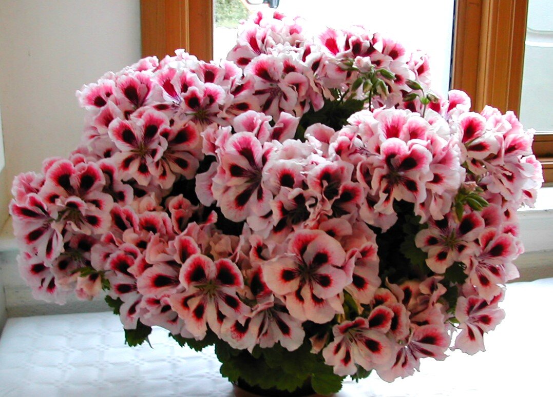 Фото из открытых источников.