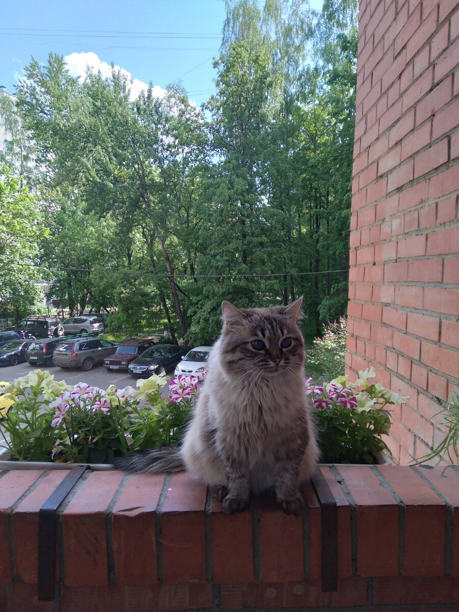 Это наша кошка Муся. Все наши кошки любят лето и балкон.