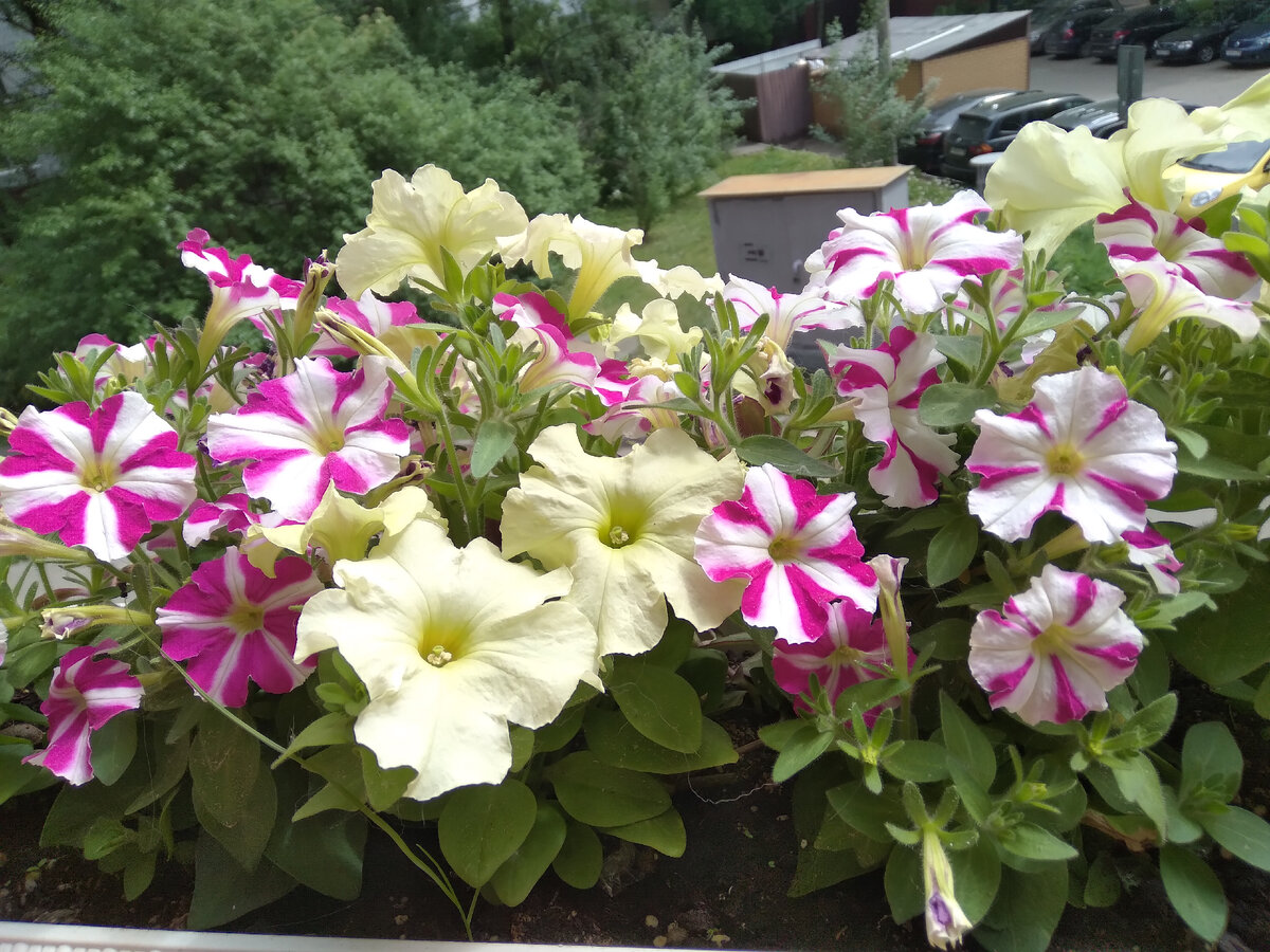 Летняя красота!